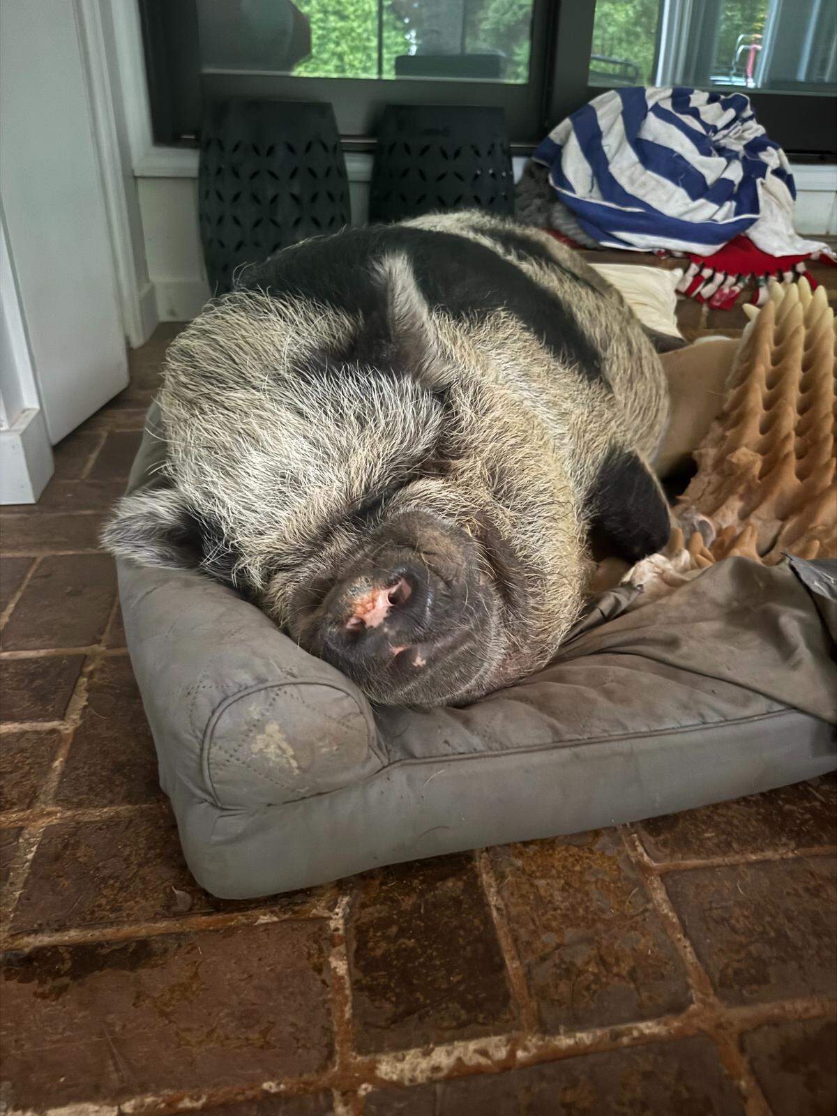 Carolina Hurricanes unofficial mascot Hamilton the pig weighs in at around 200 pounds.