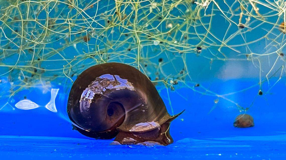 A Magnificent Ramshorn snail at biologist Andy Wood’s snail refuge in Hampstead. Wood took the Magnificent Ramshorn into captivity in the early 1990s. He has maintained a population of the snails, which have been believed to be gone from the wild for at least two decades, ever since.