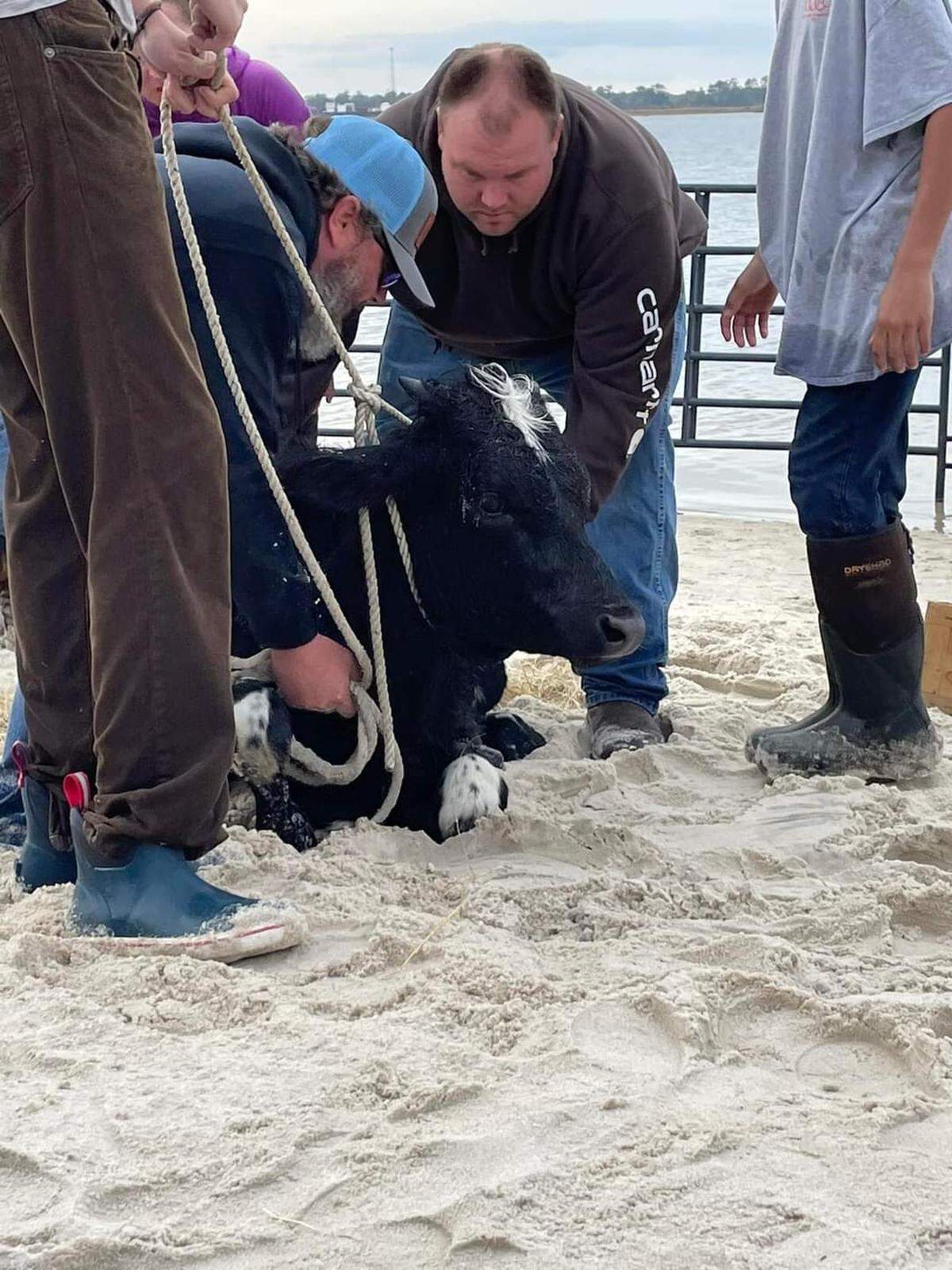 Cows relax on the sand after being rescued from the Cape Fear River, where they fled after escaping a Nativity scene and eluding 40 people in a search party.