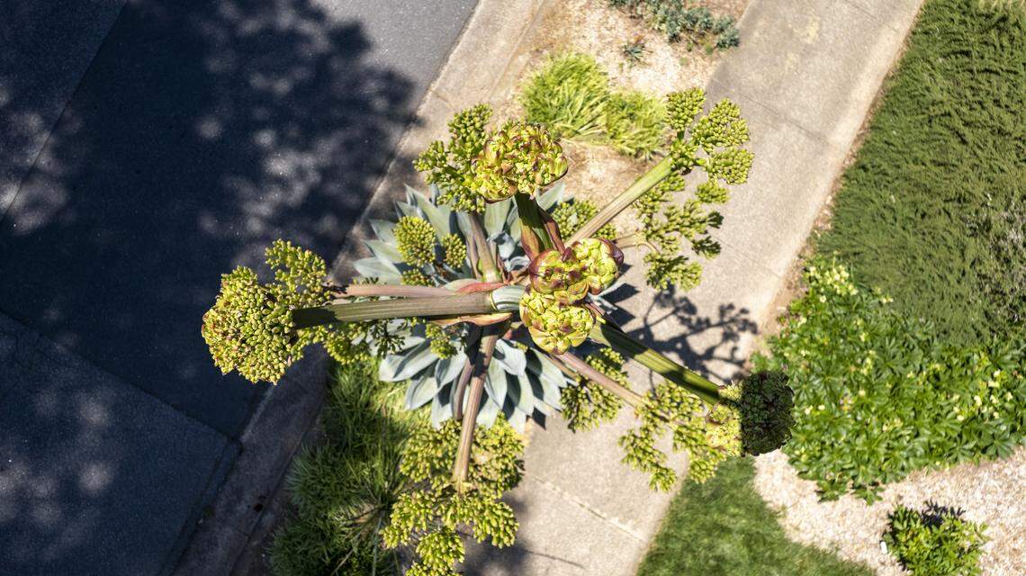 A 19-foot-tall century plant (Agave americana) is in bloom at the home of Alan Tharp in Raleigh where it was planted in 1992. Despite its name, a century plant usually blooms every 10 to 25 years.