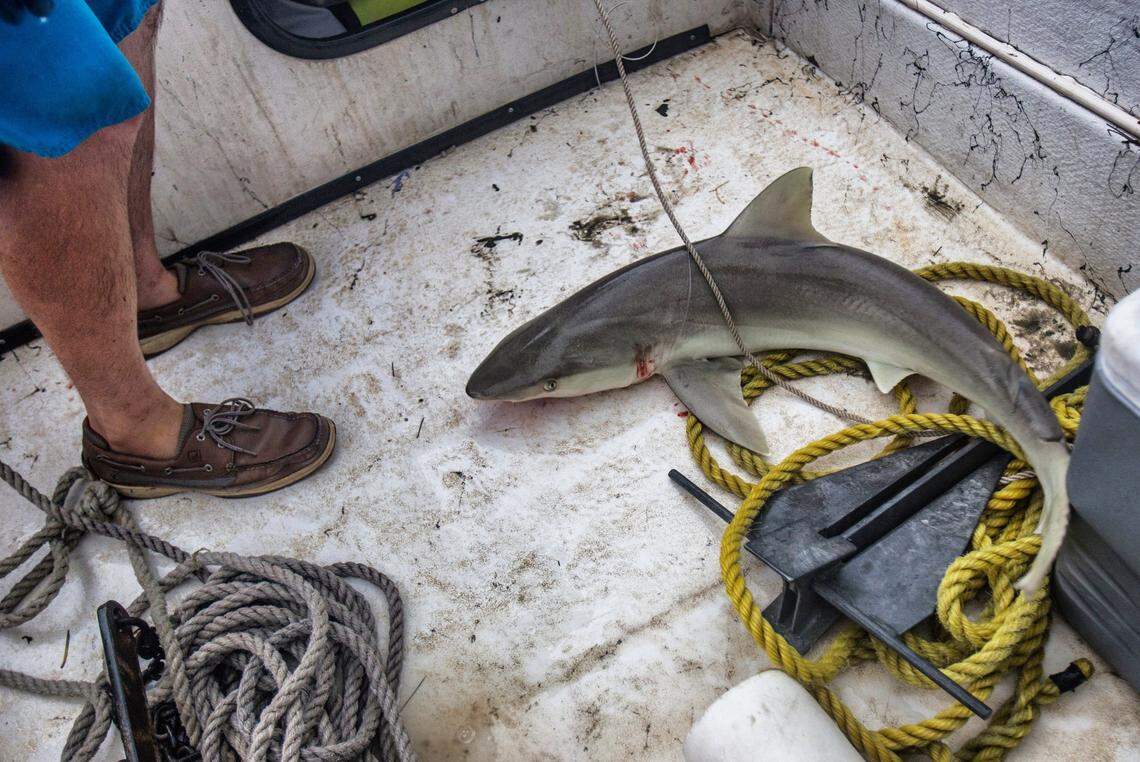 Chuck Bangley and his crew catch and measure a female Blacknose Shark during a research trip off the North Carolina coast near Cape Lookout on Sunday, July 11, 2015. The team hopes to varify and identify the species of sharks found in the estuary waters of the sounds.