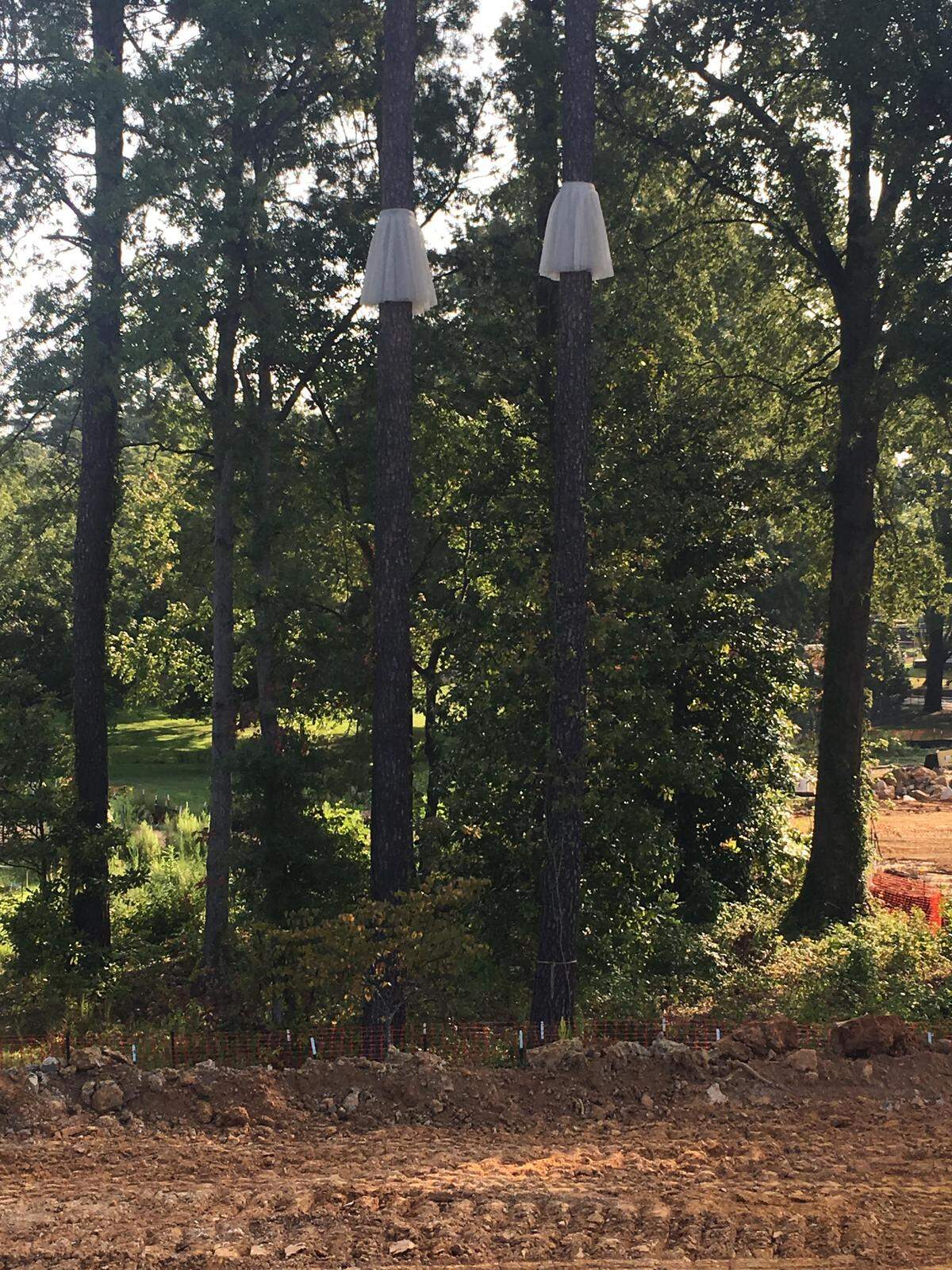 Tutus hang 20 feet high for Helen Lessick’s art installation in downtown Cary required a team of tree scalers to hang properly.