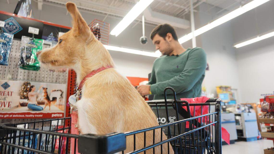 Lily the dog helped UNCC shooting survivor recover. Now, both are paying it forward.