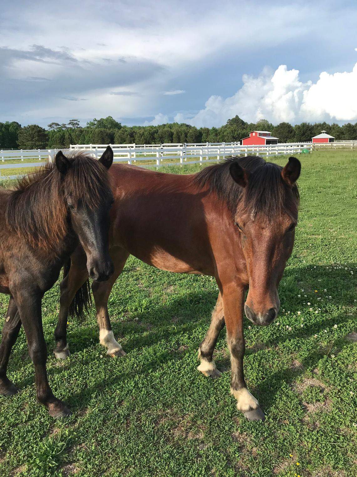 Two of the “Renegade 6” North Carolina group of mustangs.