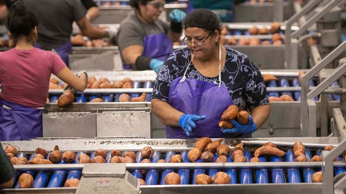Sweet potatoes are sorted for packaging and shipping at Scott Farms on Thursday, November 11, 2021 in Lucama, N.C.