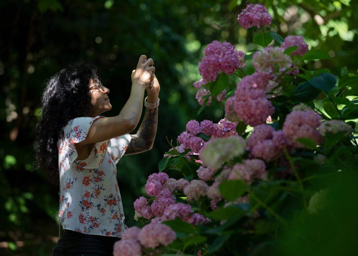 Kunjan Patel photographs blooming hydrangeas at Sarah P. Duke Gardens on Tuesday, May 21, 2024, in Durham, N.C.