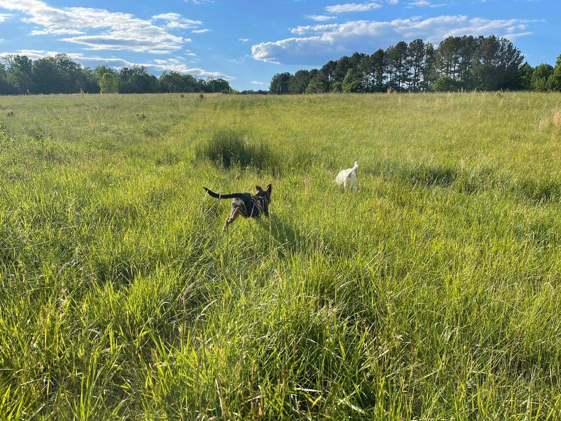 Two dogs play in a field where Beautiful Together Animal Rescue and Sanctuary will be built. The 83 acres in Chapel Hill will house animals until they can find foster or permanent homes.