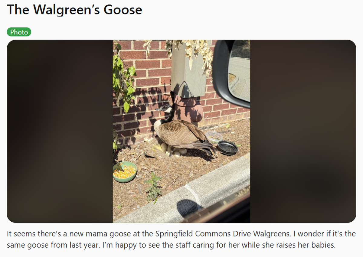 A Raleigh subreddit post brings attention to a goose nesting in a Walgreens parking lot of Falls of Neuse Road.