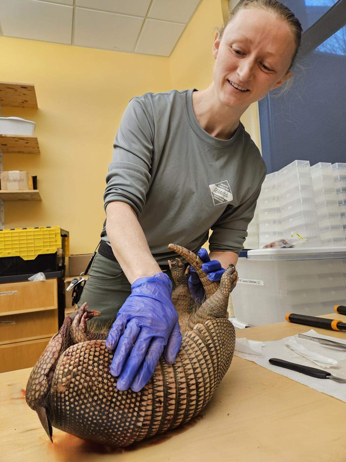 Caitlin Brett, with the North Carolina Wildlife Resouces Commission, samples a dead armadillo for possible diseases.