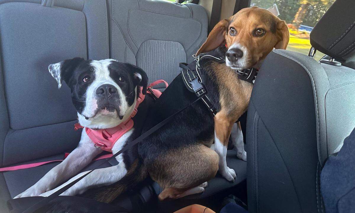 Korey Floyd’s dogs, Lulu, left, and Winston, right, curl up together in the backseat of a car. Floyd says the two have become fast friends after he rescued Lulu during post-Helene rescue and relief efforts in Mitchell County.