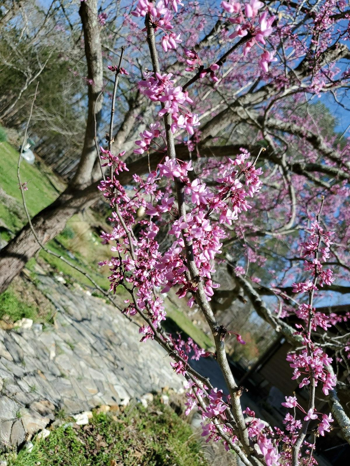 Reader Barbara Robertson’s favorite tree in the Triangle is in Durham.