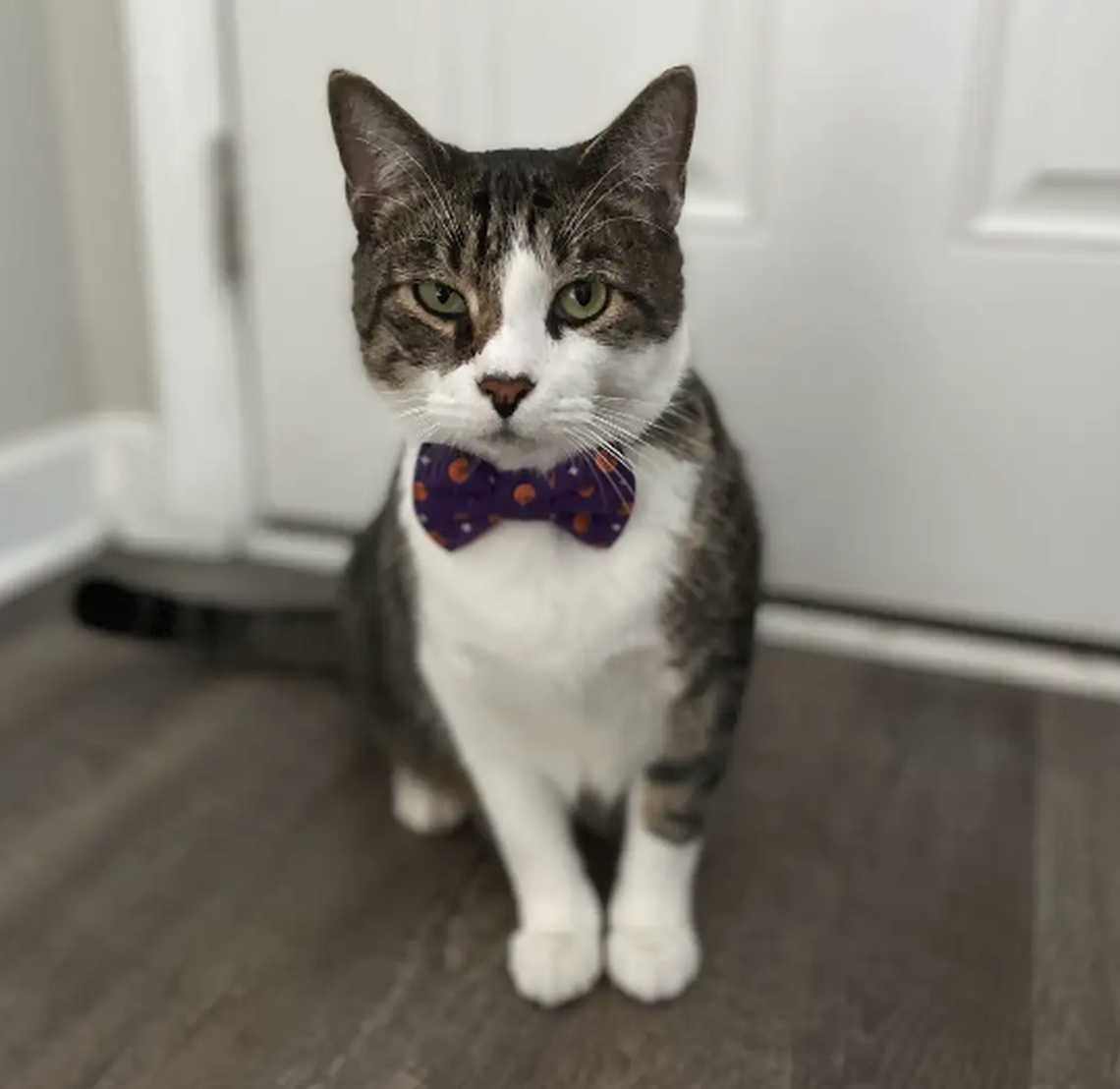 Benny, one of the finalists in the News & Observer’s cutest cat contest.