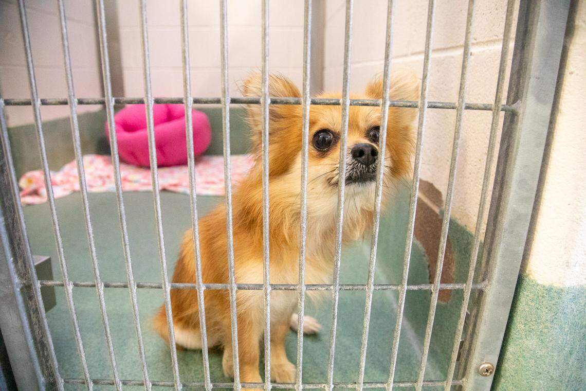 ‘Sorbet,’ an approximately 5-year-old Pomeranian mix, Is one of many dogs available for adoption Friday June 23, 2023 at the Wake County Animal Center in Raleigh.
