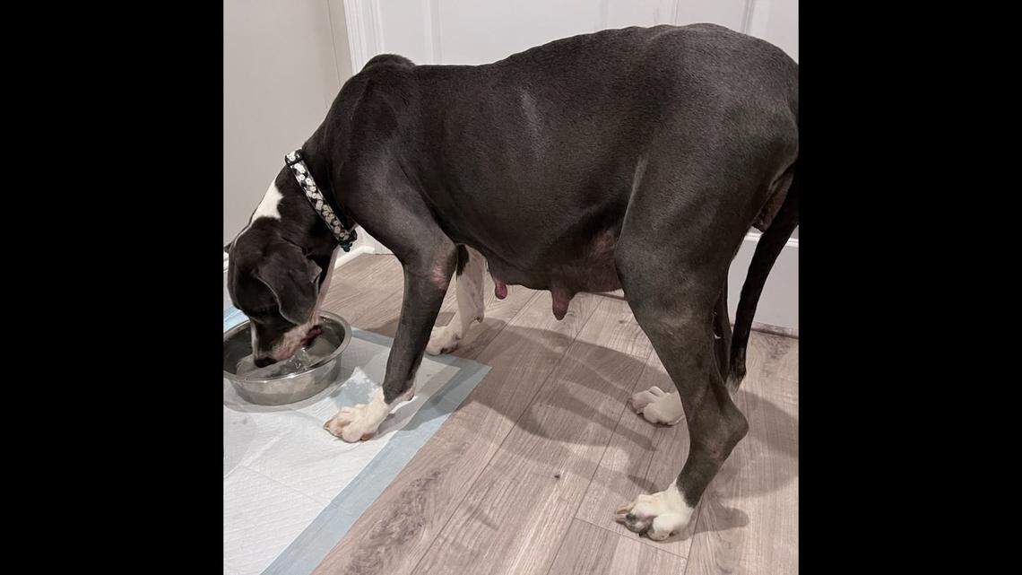 Meadow arrived at the rescue just days away from birthing a massive litter of puppies.