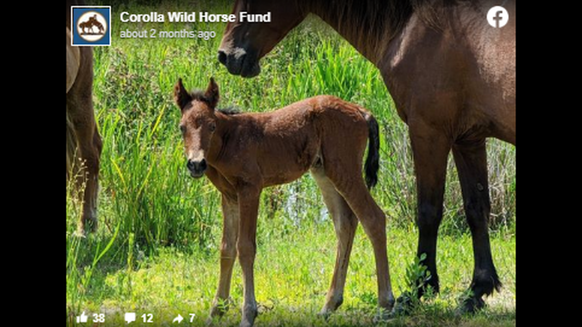 A 6-week-old filly roaming North Carolina’s Outer Banks had to be euthanized Thursday, Sept. 22, after a leg wound became severely infected, according to the Corolla Wild Horse Fund.