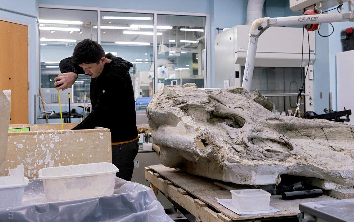 Eric Lund, manager of the new SECU DinoLab, works next to a Triceratops skull in the Paleontology Research Lab on Tuesday, March 14, 2023, at the North Carolina Museum of Natural Sciences in Raleigh, N.C. Work done in the current paleontology lab will continue in the SECU DinoLab, which visitors will get to see from inside and outside the ground floor entrance on Jones Street of the “Dueling Dinosaurs” exhibit that will open in late 2023.