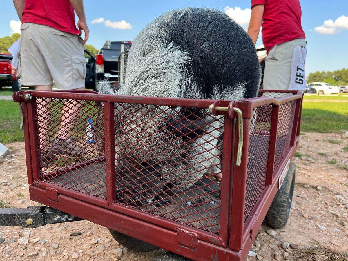 Hamilton the Pig is loaded into his wagon in the parking lot near PNC Arena on Monday, May 30, 2022. The Carolina Hurricanes unofficial mascot was out tailgating and greeting fans before Round 2, Game 7 of the Stanley Cup playoffs.
