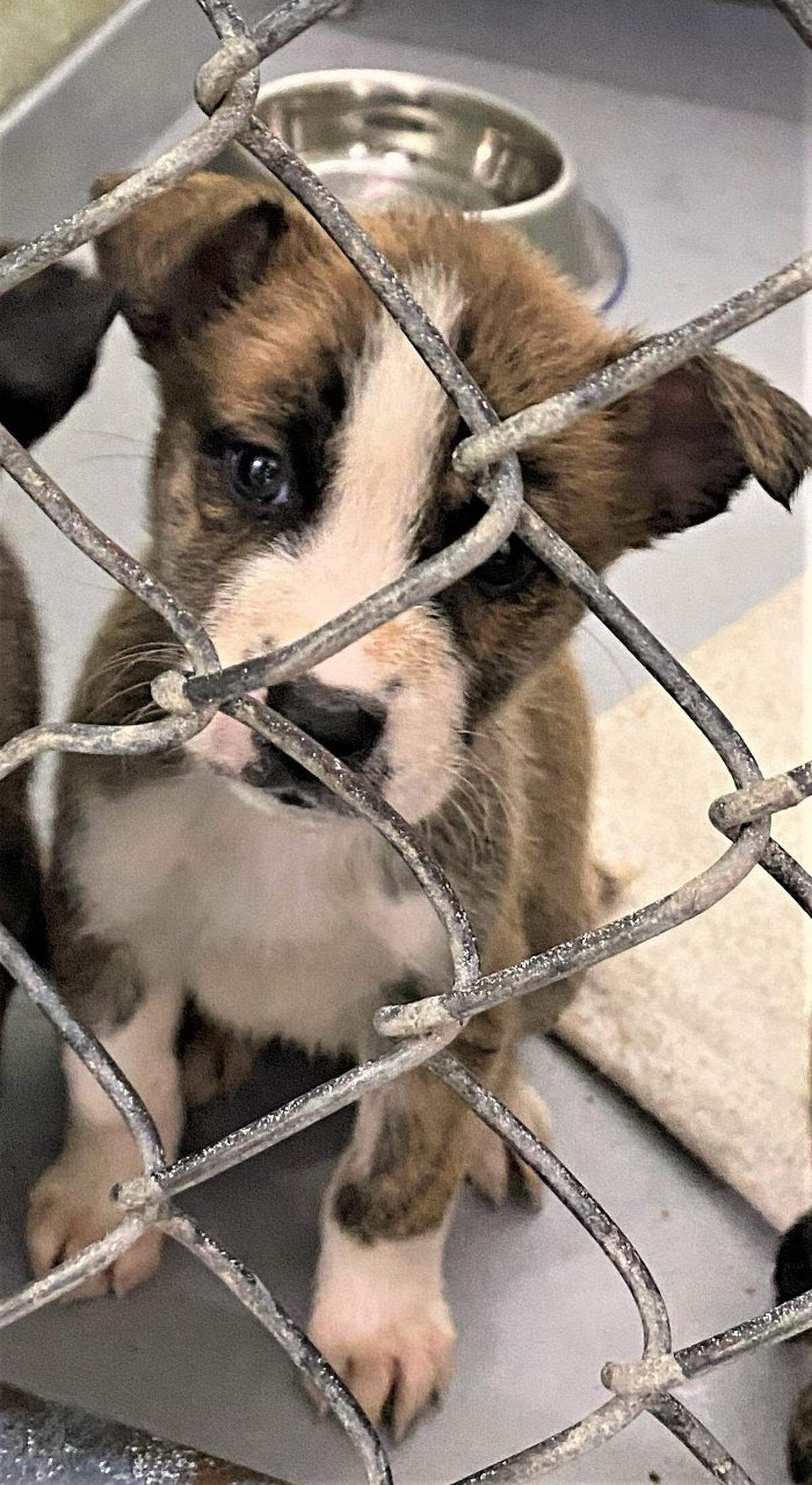 This small puppy was taken from the APS of Durham shelter on Club Boulevard on Wednesday, Feb. 16.