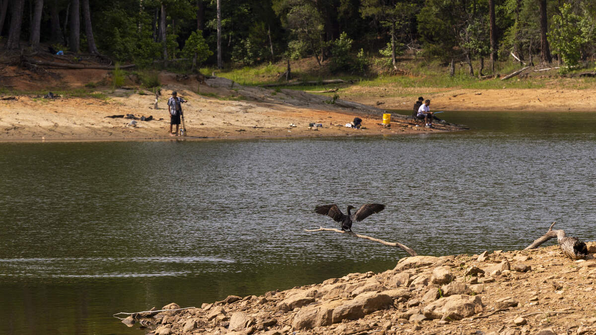 A double-crested cormorant dries its wings as anglers fish along the shoreline near Possum Track Road at Falls Lake in Wake County on Thursday, June 25, 2026. Raleigh is 18.59 inches below its average rainfall since August 2025, and Falls Lake, Raleigh's primary water source, is 5 feet below its target level. As of mid-June, Durham was about 10 to 12 inches below normal rainfall since the start of the year.