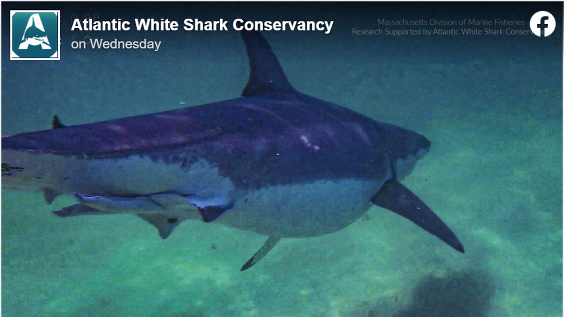The Atlantic White Shark Conservancy posted this photo and noted the great white shark was on the “chunky” side.