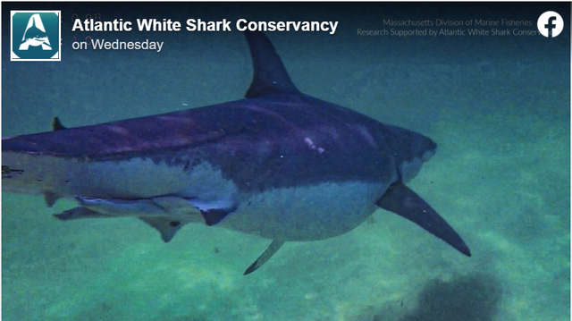 The Atlantic White Shark Conservancy posted this photo and noted the great white shark was on the “chunky” side.