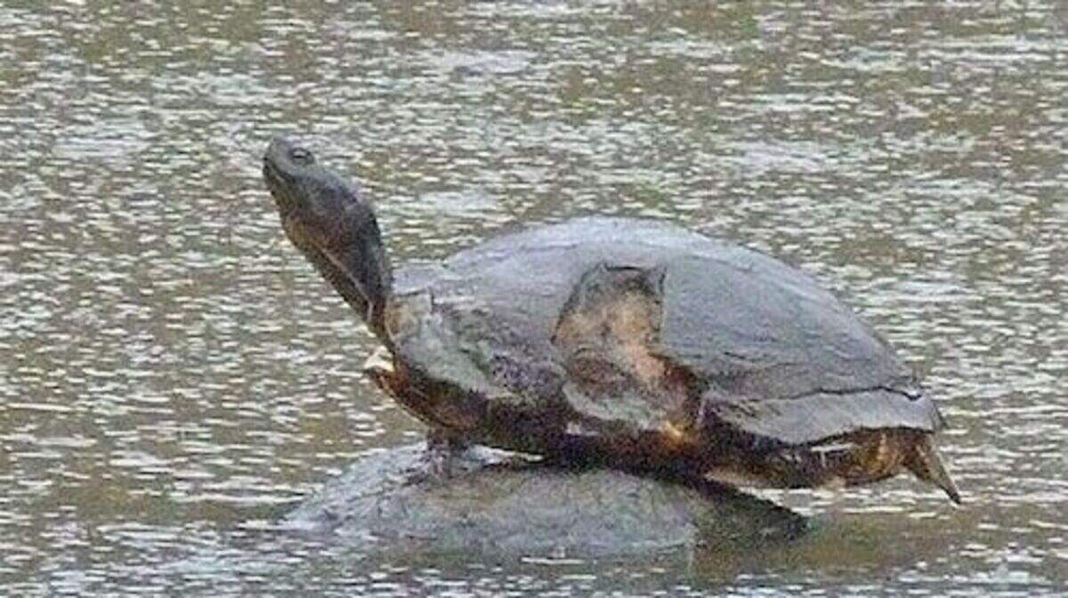 Chip the Turtle, with the damage to the left side of her carapace showing.