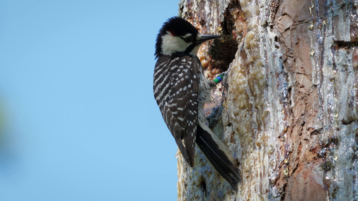 The endangered red-cockaded woodpecker.