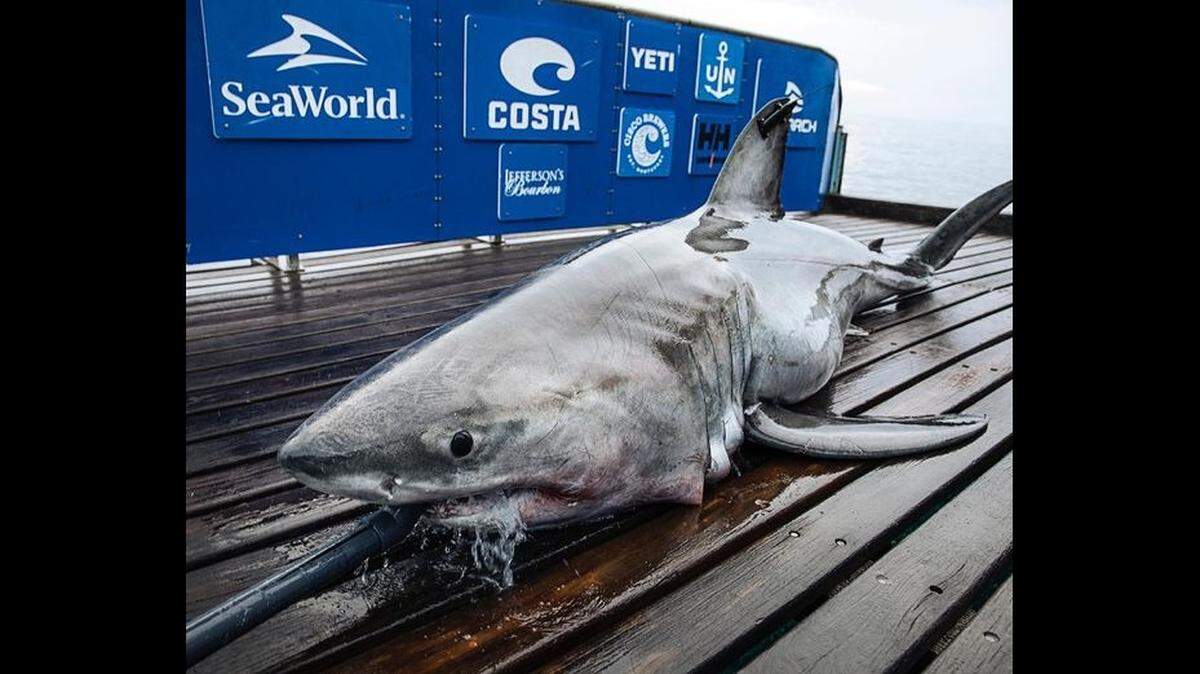 Un equipo de investigadores que trabaja frente a las costas de North Carolina capturó un tiburón de casi 900 libras de peso cerca del lugar de un famoso naufragio de la Segunda Guerra Mundial conocido como el Hutton.
