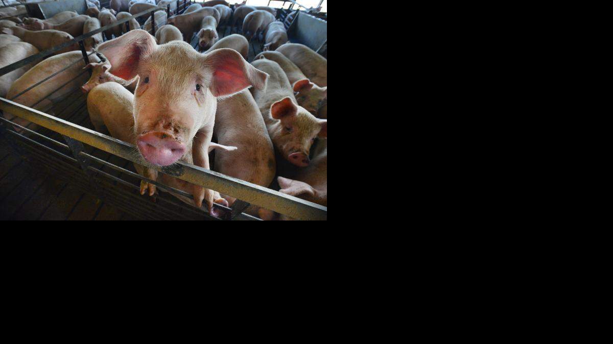 PIGFARM9NE050614CEL