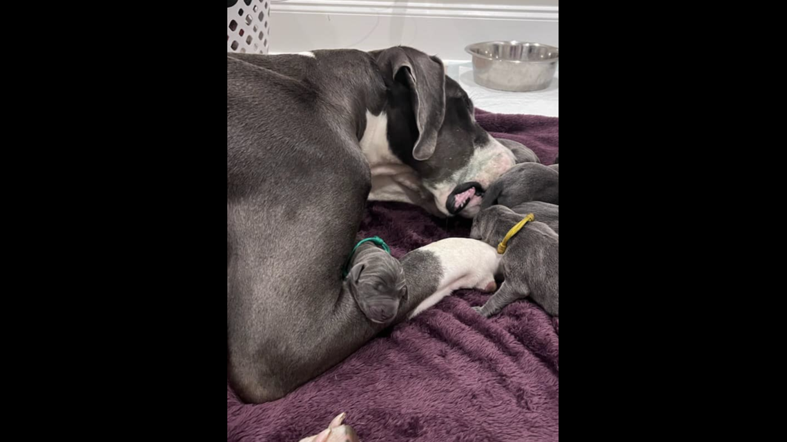 Meadow, a 2.5-year-old Great Dane, arrived at the Raleigh rescue just two days before giving birth to a record-breaking litter.