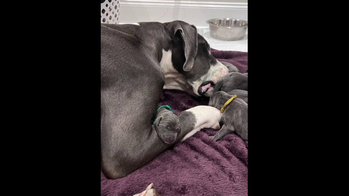 Meadow, a 2.5-year-old Great Dane, arrived at the Raleigh rescue just two days before giving birth to a record-breaking litter.