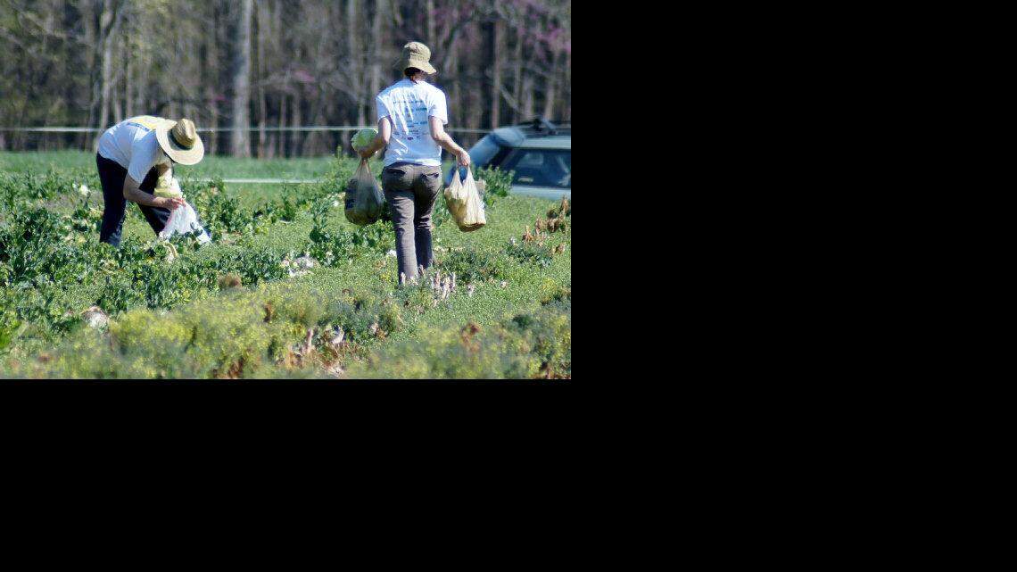 Society of St. Andrew saves wasted crops to give to needy