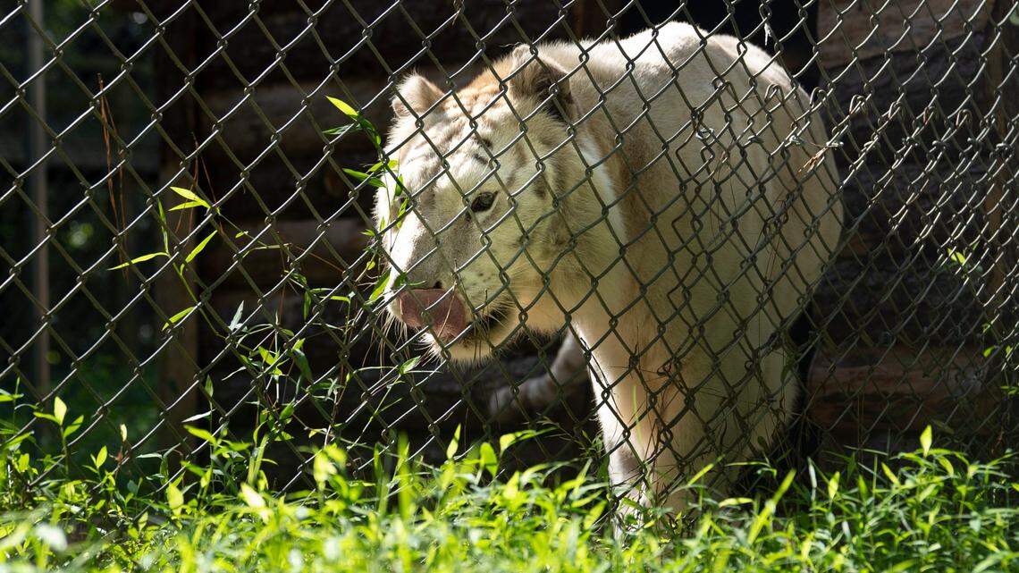 From ‘Tiger King’ to Tiger Rescue: Rare big cats find new home in NC sanctuary