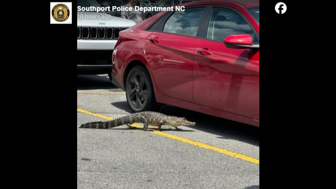 This juvenile alligator was photographed at the Walmart in Southport, North Carolina, inspiring a lot of jokes on social media.