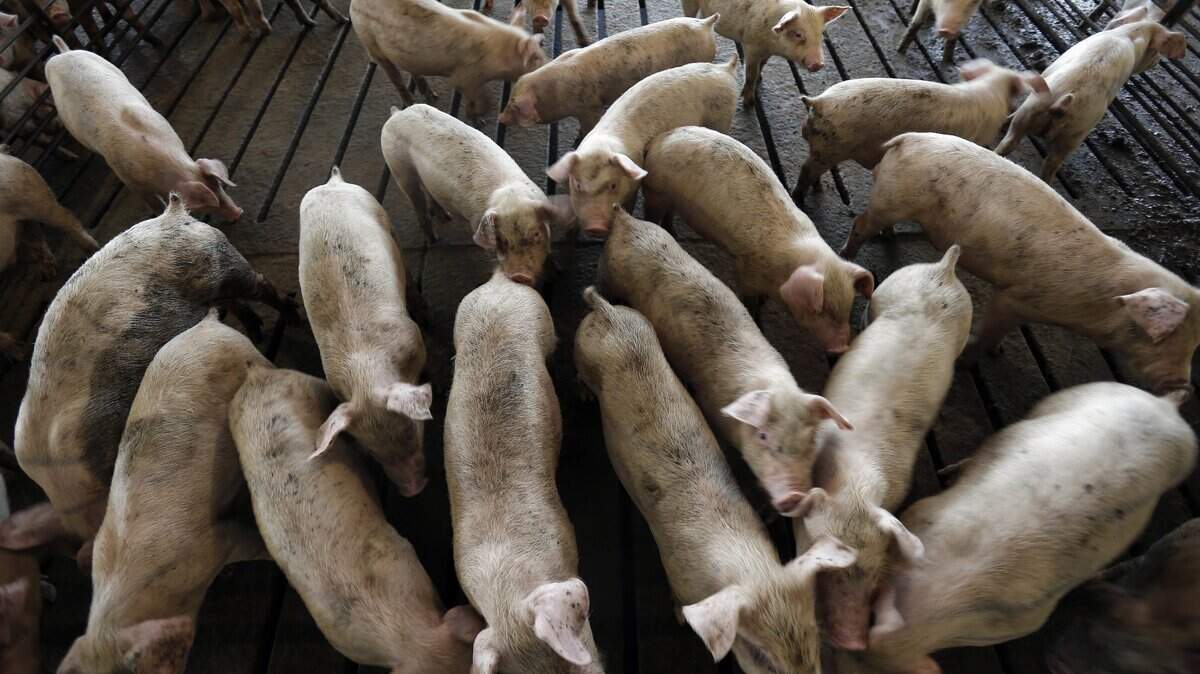 In this July 21, 2017 photo, young hogs are seen at a hog farm in Farmville,