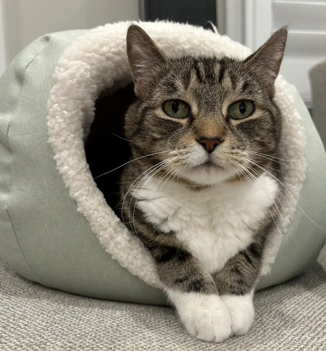 Rosie, one of the finalists in the News & Observer’s cutest cat contest.