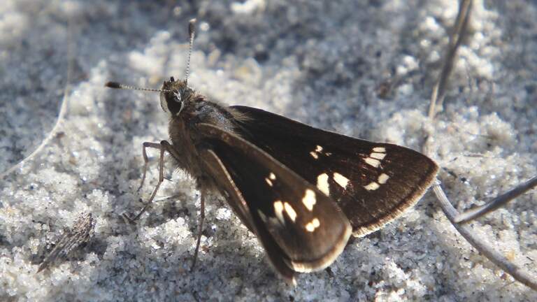 As its caretakers move on, a rare NC butterfly’s fate hangs in the balance