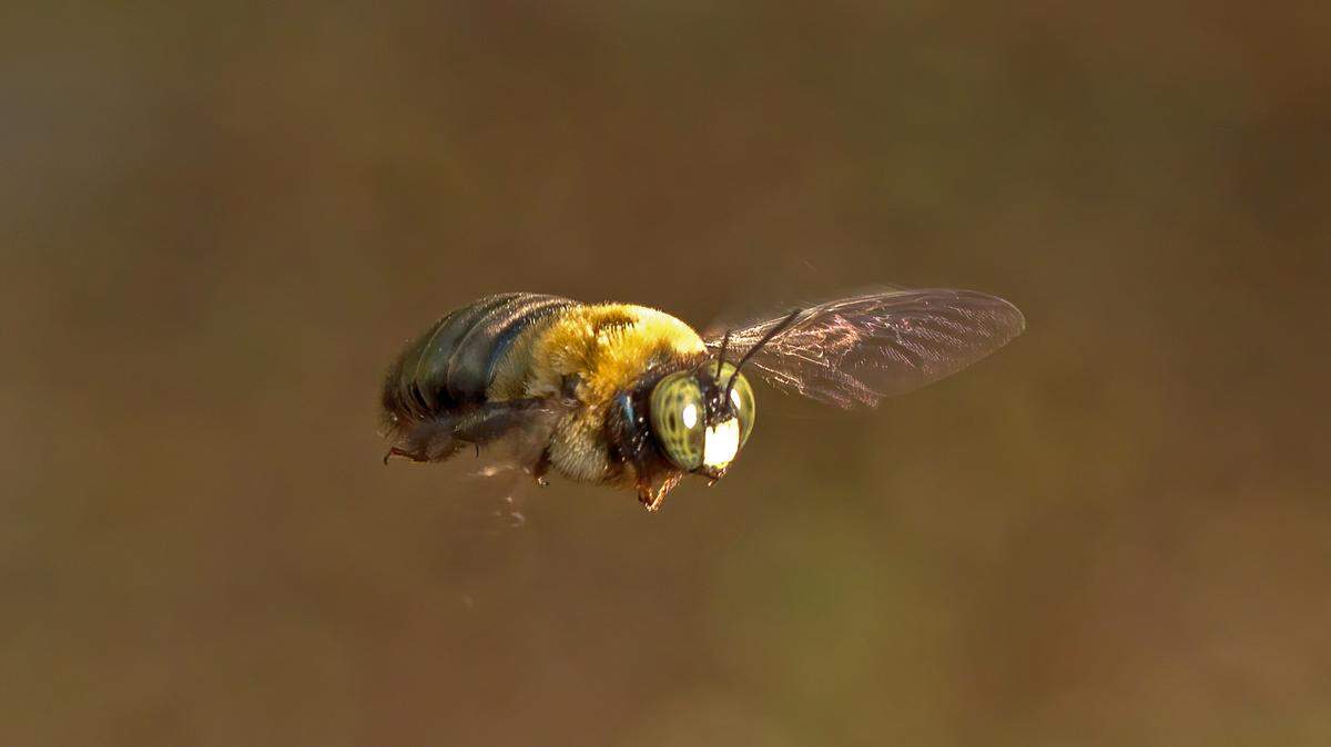 A male carpenter bee.