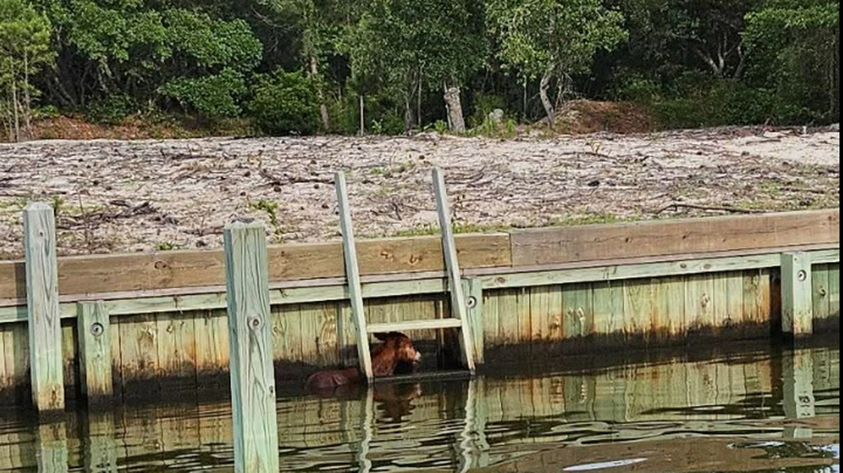 This wild foal was born between May 14 and May 16 near Carova. It was found trapped in neck-deep water on Sunday, May 18, and had to be rescued, officials say.