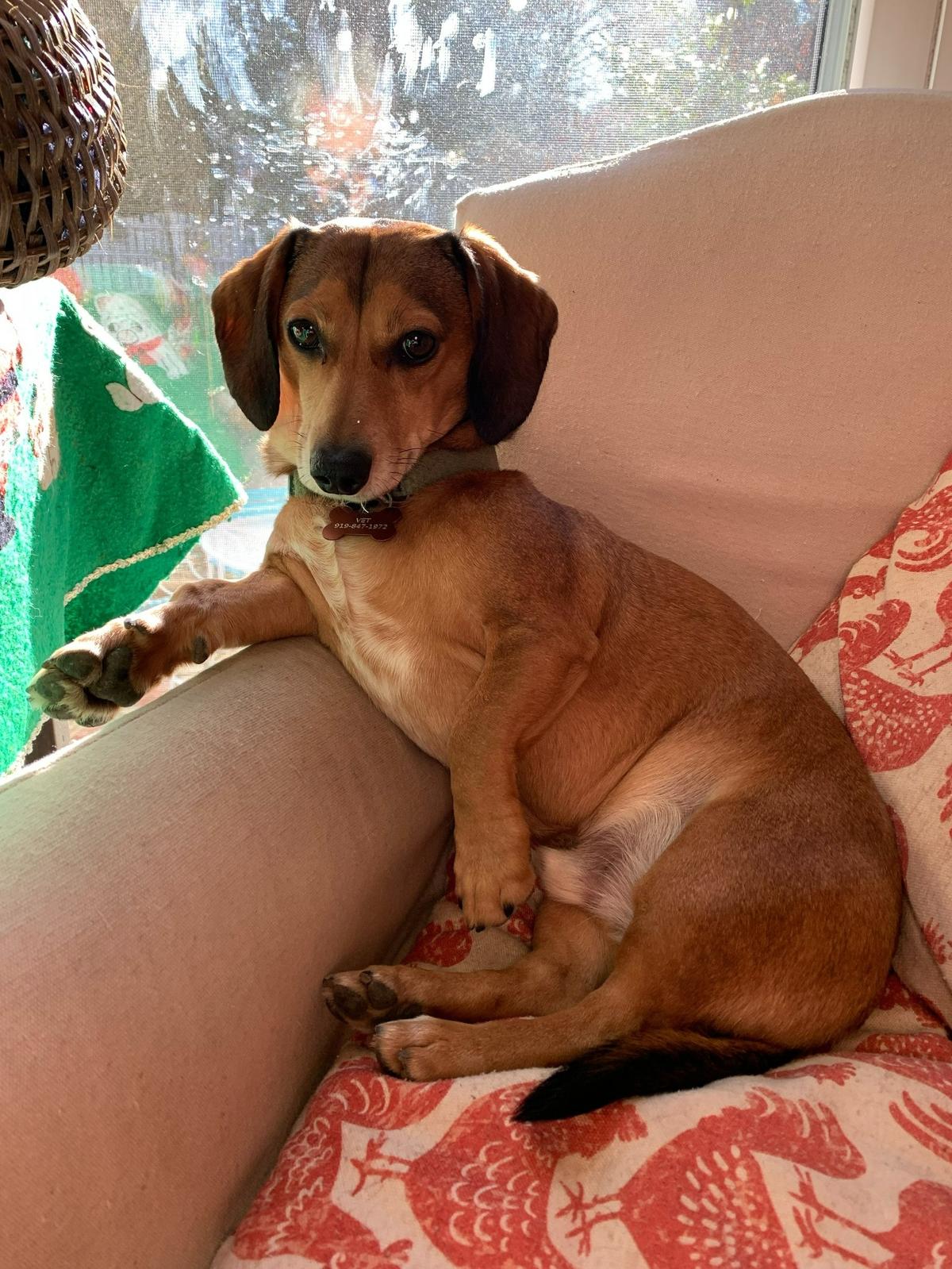 Gulliver was named a finalist in The News & Observer’s “cutest dog in the Triangle” contest in fall 2024.