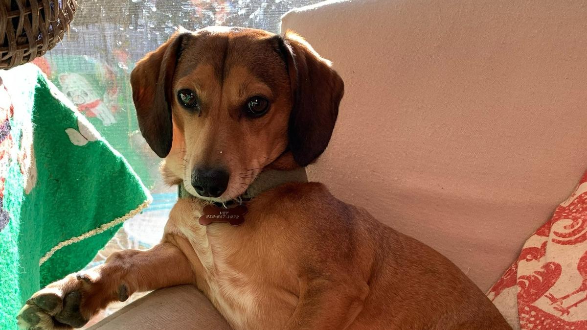 Gulliver was named a finalist in The News & Observer’s “cutest dog in the Triangle” contest in fall 2024.