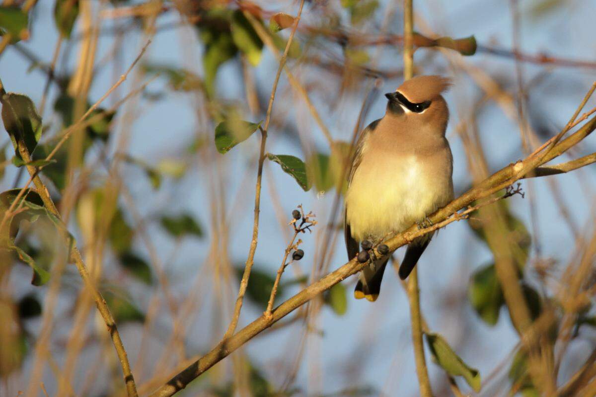 A Cedar Waxwing photographed in January.