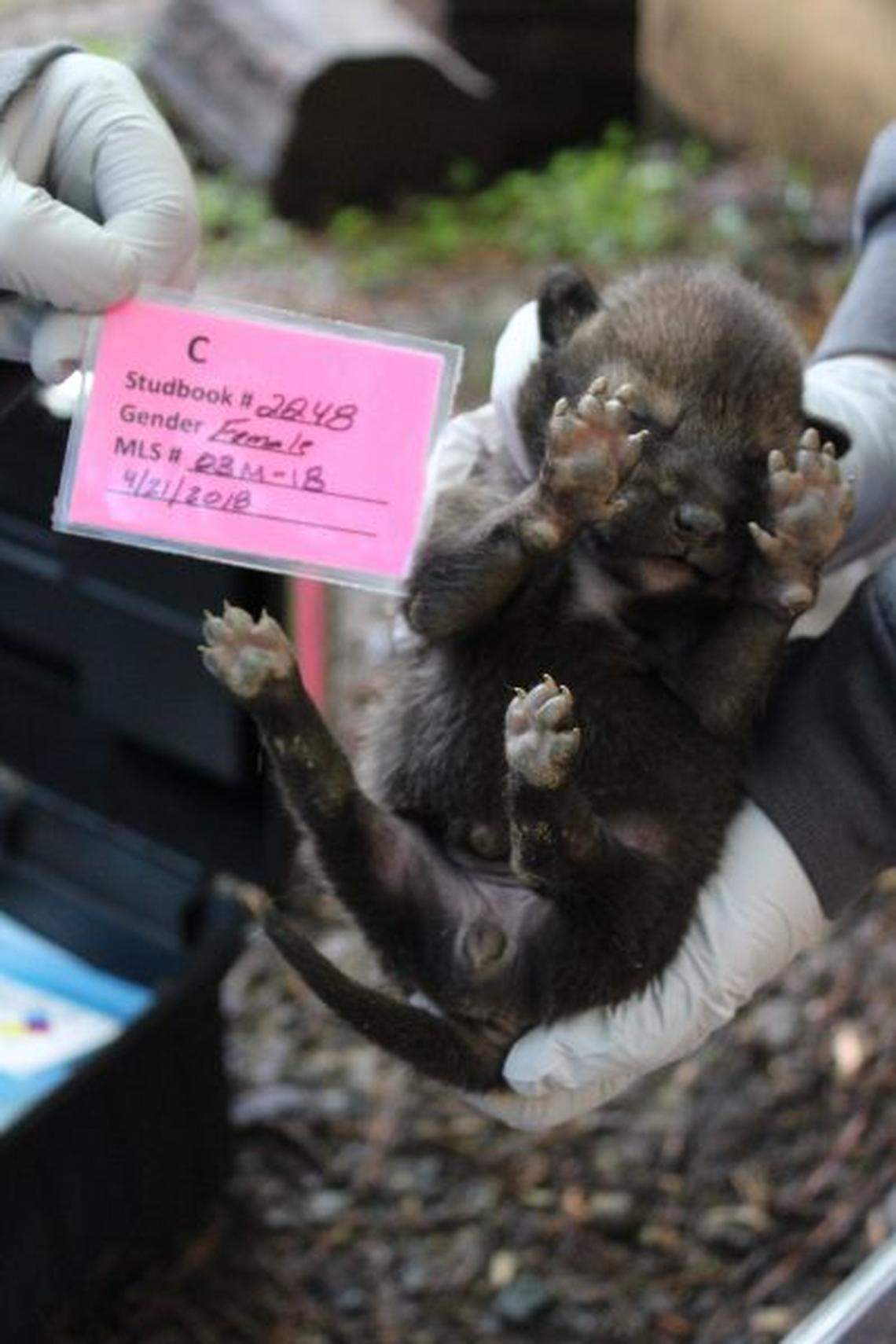 The female red wolf pup at her checkup on Friday, April 27, 2018.