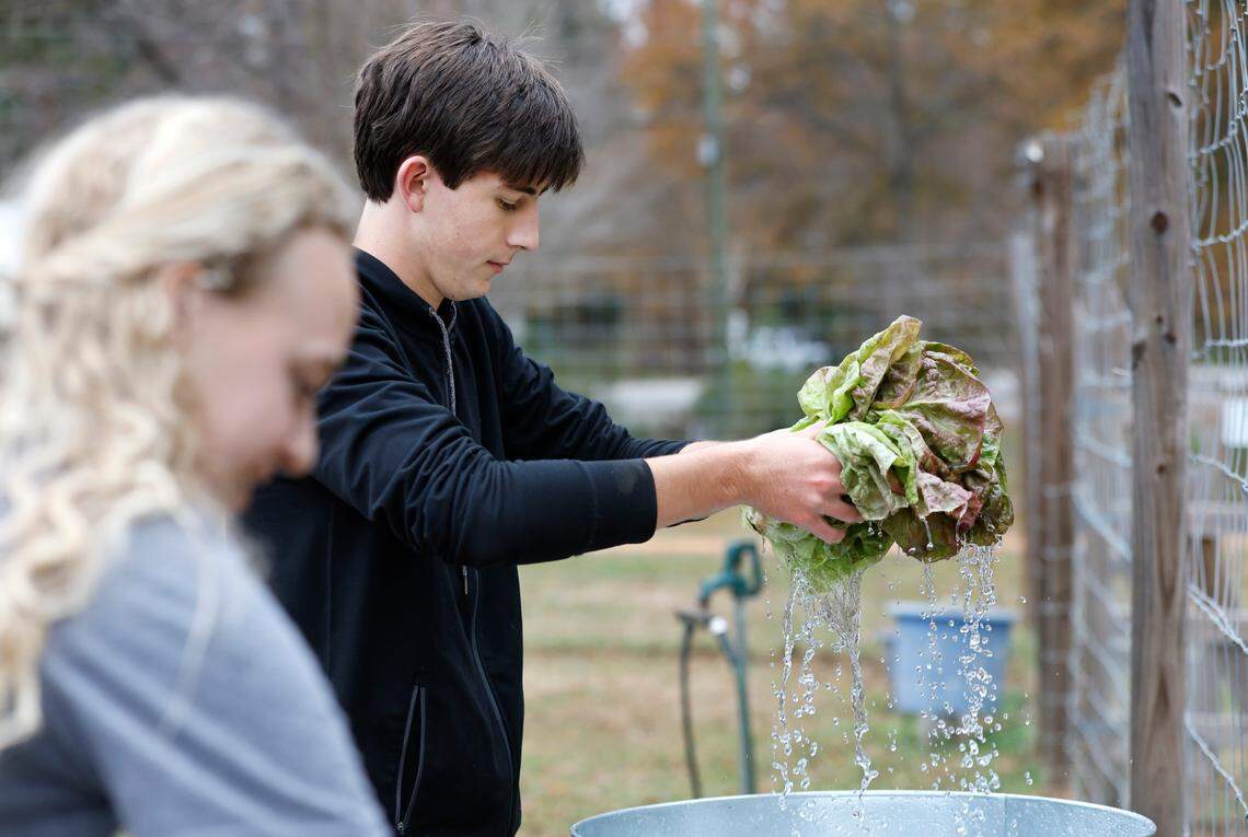 Enloe High School student council member Alex Dick washes greens while volunteering at the Alliance Medical Ministry’s farm outside their clinic in Raleigh, N.C., Tuesday, Dec. 6, 2022.