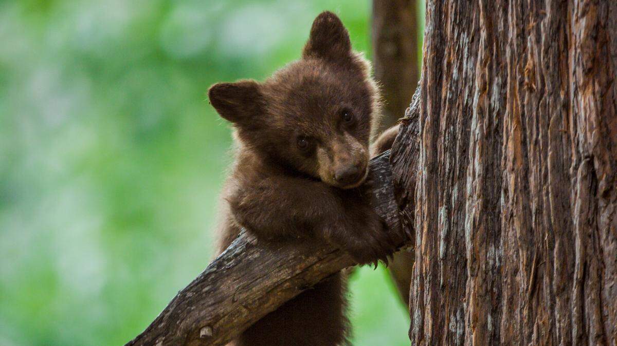 Black Bear cub resting on a branch, from Episode 4 of the National Geographic Channel documentary series “America’s National Parks.”