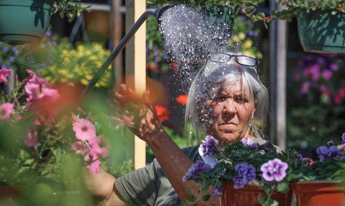 Rene Lee of Dunn’s Garden Center waters plants at the State Farmer’s Market on Wednesday, April 15, 2026, in Raleigh, N.C.