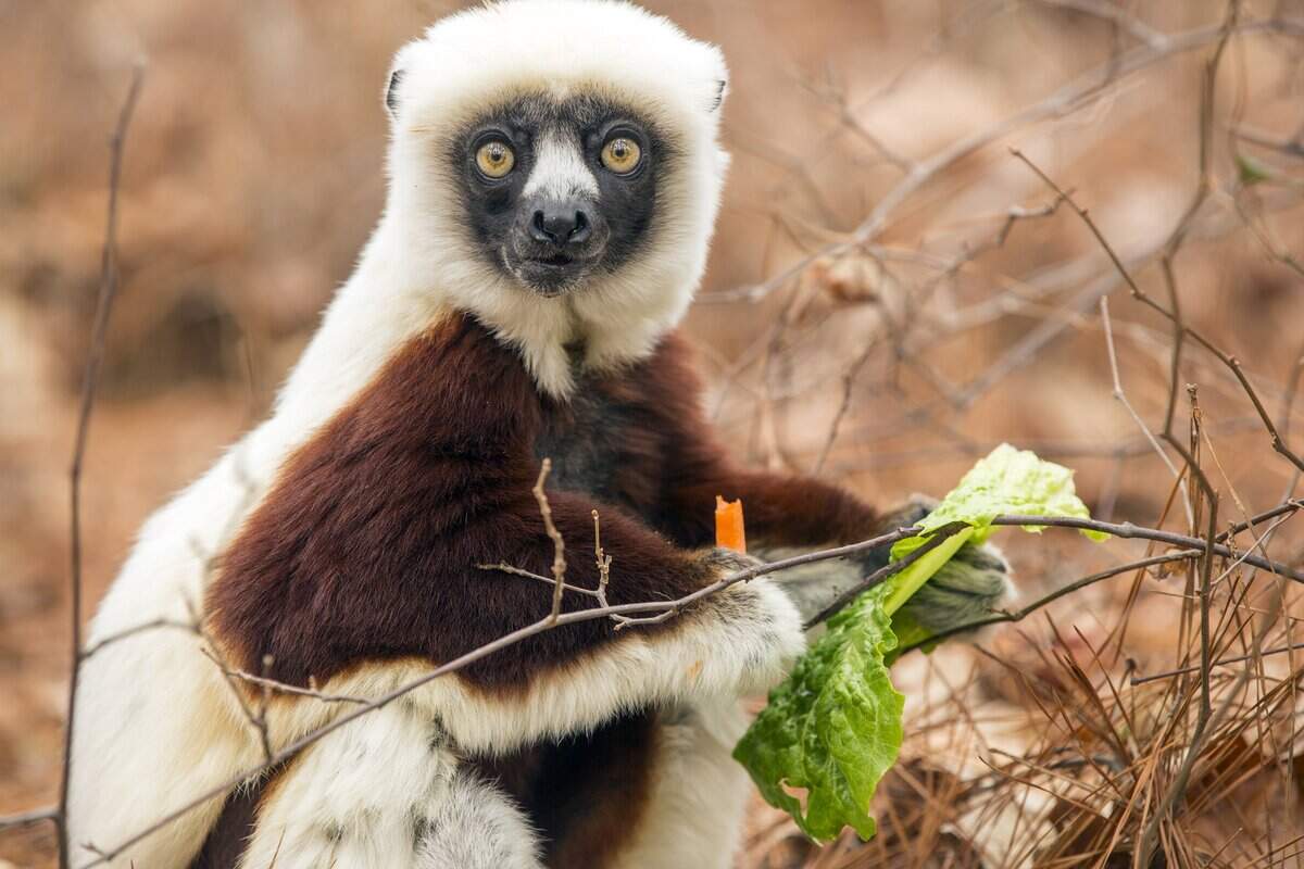 Lemur camp in Durham is, alas, full.
