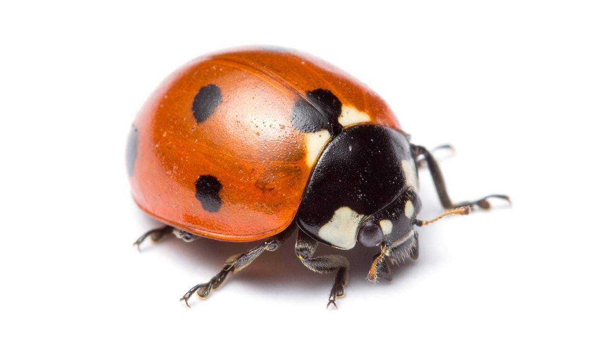 Seven-spotted ladybugs (Coccinella septempunctata).
