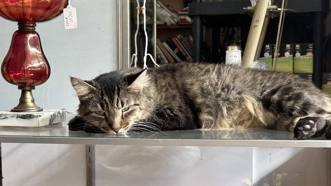 How 4,000 stray cats found a new NC home, sheltered in an old cotton mill