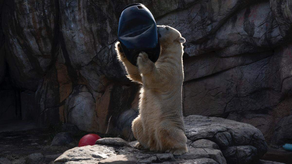 Nikita the polar bear plays with a pickle barrel at the North Carolina Zoo in the Nat Geo Wild series “Secrets of the Zoo: North Carolina.”